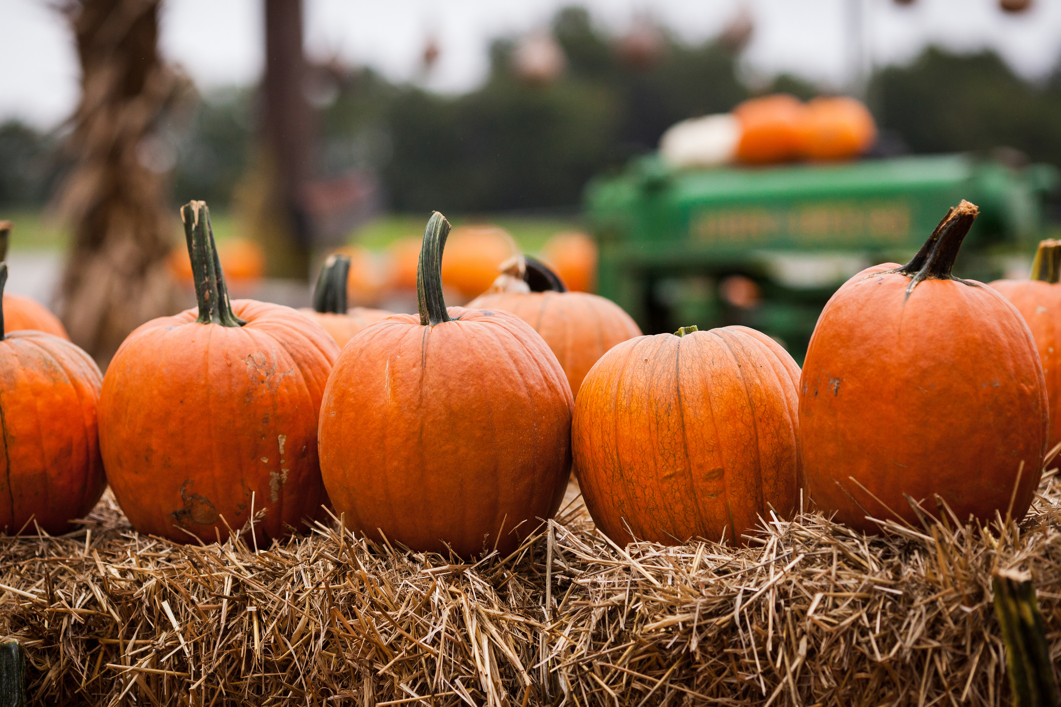 Pumpkins on a farm