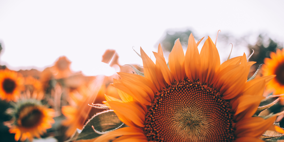 A field of sunflowers with one in focus. We see most of it. It is up close and contrasts nicely with the light gray sky behind it.